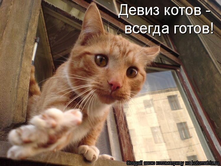 Девиз котов - всегда готов!... Котоматрица: Девиз котов - всегда готов!