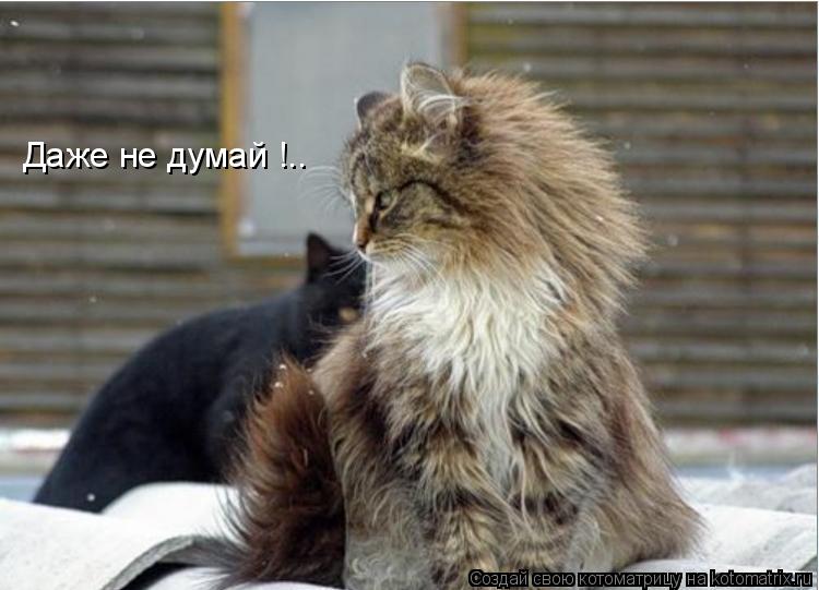 Даже не думай !..... Котоматрица: Даже не думай !..