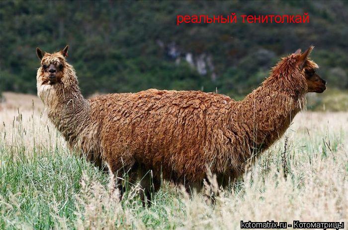 реальный тенитолкай... Котоматрица: реальный тенитолкай
