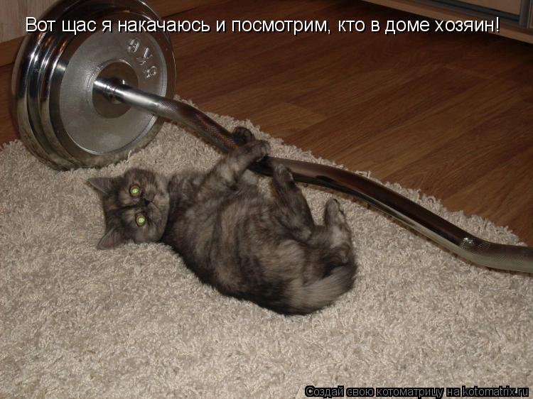 Вот щас я накачаюсь и посмотрим, кто в доме хозяин!... Котоматрица: Вот щас я накачаюсь и посмотрим, кто в доме хозяин!