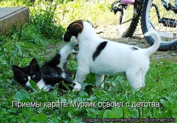 Приемы карате Мурзик освоил с детства... Котоматрица: Приемы карате Мурзик освоил с детства