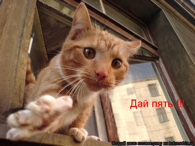 Дай пять !!!... Котоматрица: Дай пять !!!