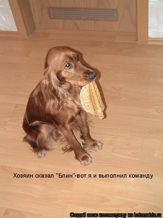 Котоматрица: Хозяин сказал "Блин"-вот я и выполнил команду