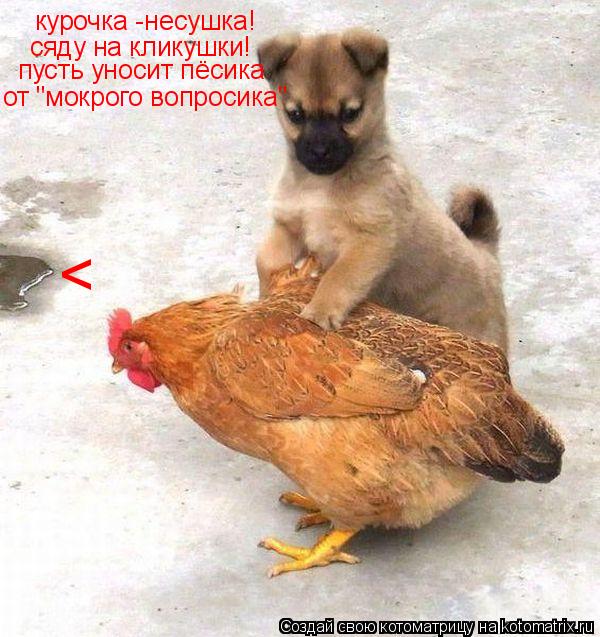 курочка -несушка! сяду на кликушки! пусть уносит пёсика от "мокрого вопросика" <... Котоматрица: курочка -несушка! сяду на кликушки! пусть уносит пёсика от "мокрого вопросика" <