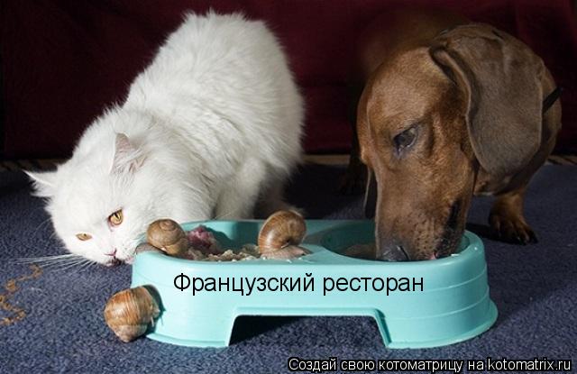 Котоматрица: Французский ресторан