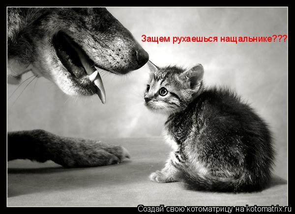 Котоматрица: Защем рухаешься нащальнике???