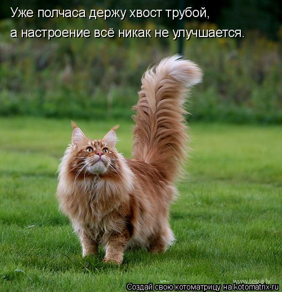 Котоматрица: Уже полчаса держу хвост трубой, а настроение всё никак не улучшается.