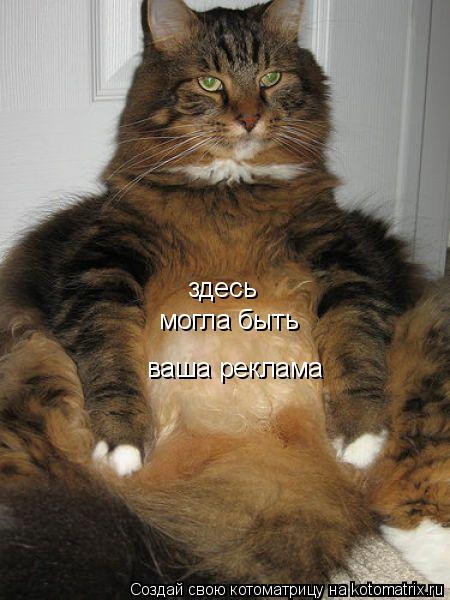 здесь могла быть ваша реклама... Котоматрица: здесь могла быть ваша реклама