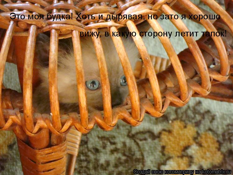 вижу, в какую сторону летит тапок! Это моя будка! Хоть и дырявая, но зато я хорошо... Котоматрица: вижу, в какую сторону летит тапок! Это моя будка! Хоть и дырявая, но зато я хорошо