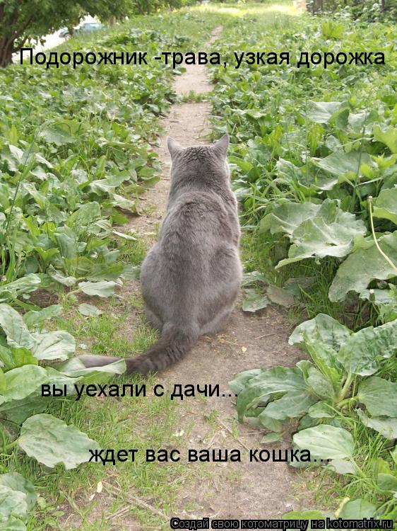 Котоматрица: Подорожник -трава, узкая дорожка вы уехали с дачи... ждет вас ваша кошка...