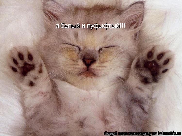 я белый и пуфыфтый!!!... Котоматрица: я белый и пуфыфтый!!!