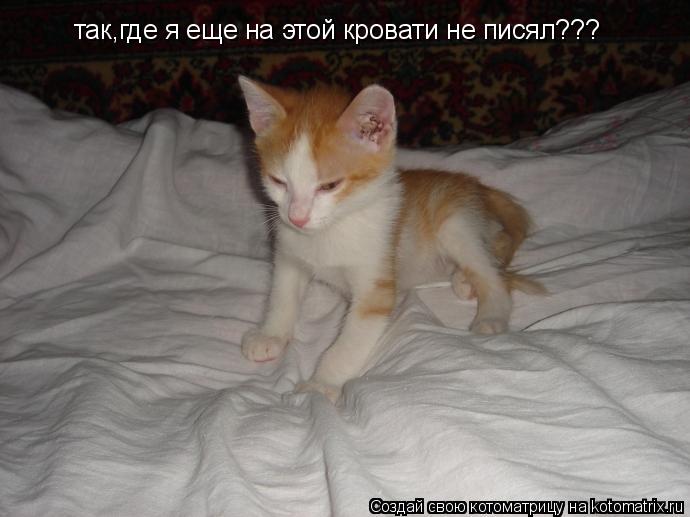 Котоматрица: так,где я еще на этой кровати не писял???