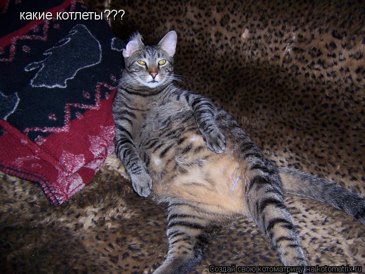 Котоматрица: какие котлеты???