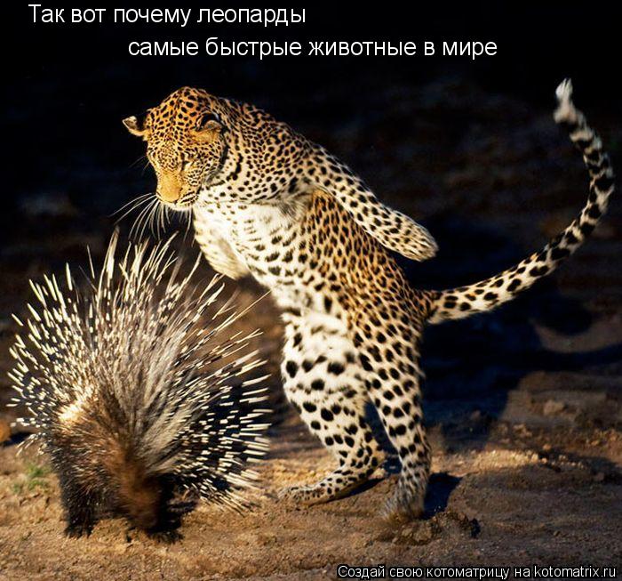 Котоматрица: Так вот почему леопарды самые быстрые животные в мире