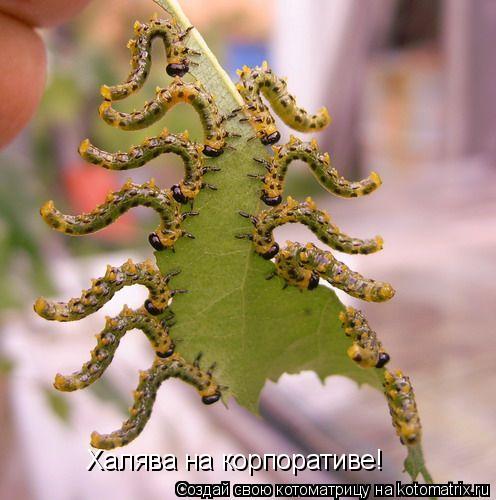 Котоматрица: Халява на корпоративе!