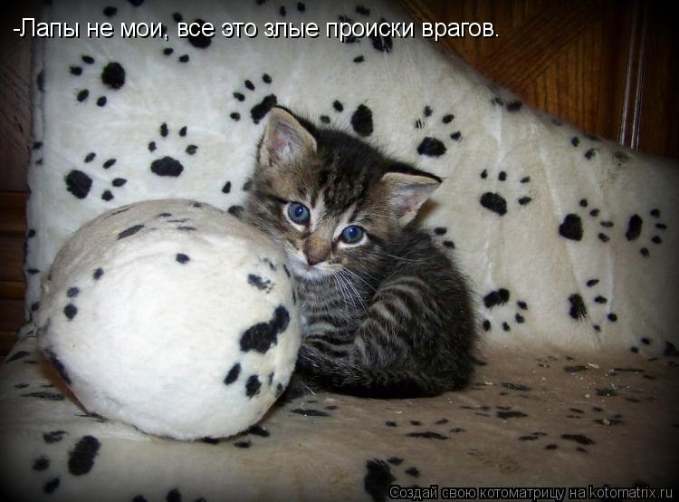 -Лапы не мои, все это злые происки врагов.... Котоматрица: -Лапы не мои, все это злые происки врагов.