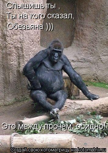 Слышишь ты , Ты на кого сказал, Обезьяна ))) Это между прочем, обидно!... Котоматрица: Слышишь ты , Ты на кого сказал, Обезьяна ))) Это между прочем, обидно!