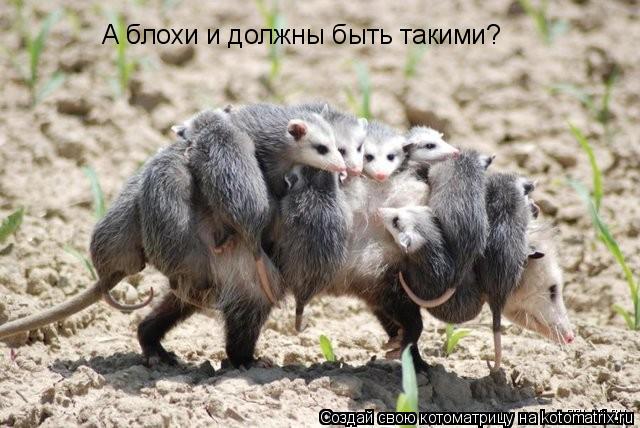 А блохи и должны быть такими?... Котоматрица: А блохи и должны быть такими?