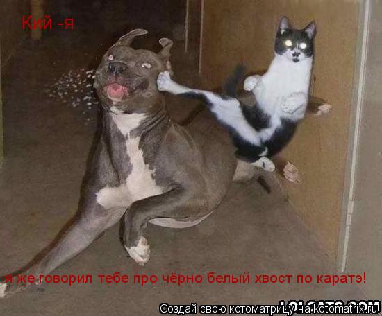 Кий -я я же говорил тебе про чёрно белый хвост по каратэ!... Котоматрица: Кий -я я же говорил тебе про чёрно белый хвост по каратэ!
