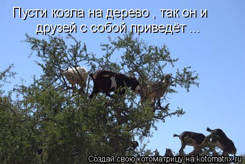 Котоматрица: Пусти козла на дерево , так он и друзей с собой приведёт ...