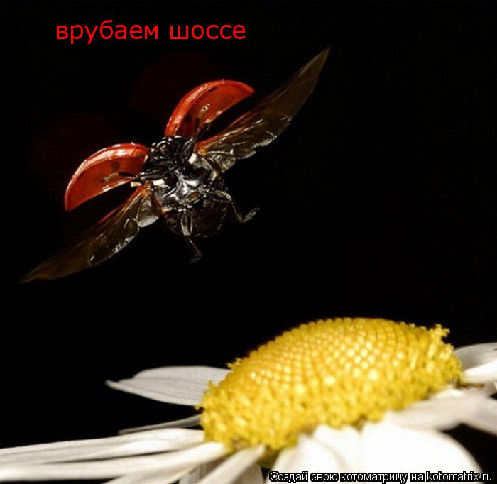 Котоматрица: врубаем шоссе