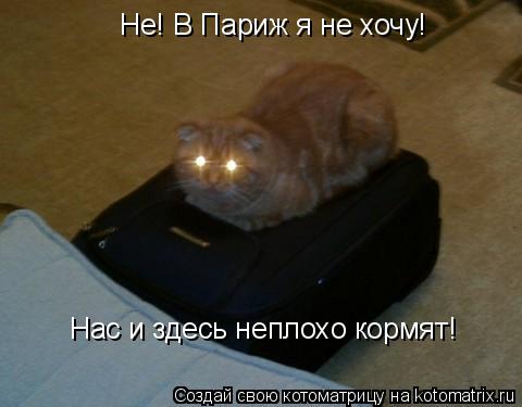 Котоматрица: Не! В Париж я не хочу! Нас и здесь неплохо кормят!