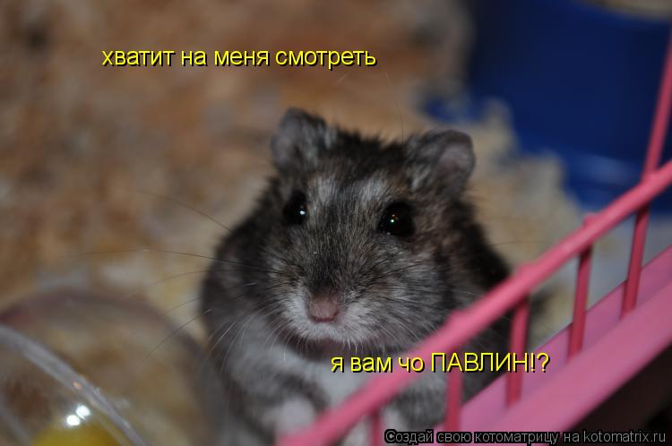 Котоматрица: хватит на меня смотреть  я вам чо ПАВЛИН!?