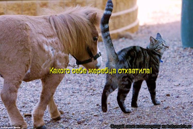 Котоматрица: Какого себе жеребца отхватила! Какого себе жеребца отхватила!