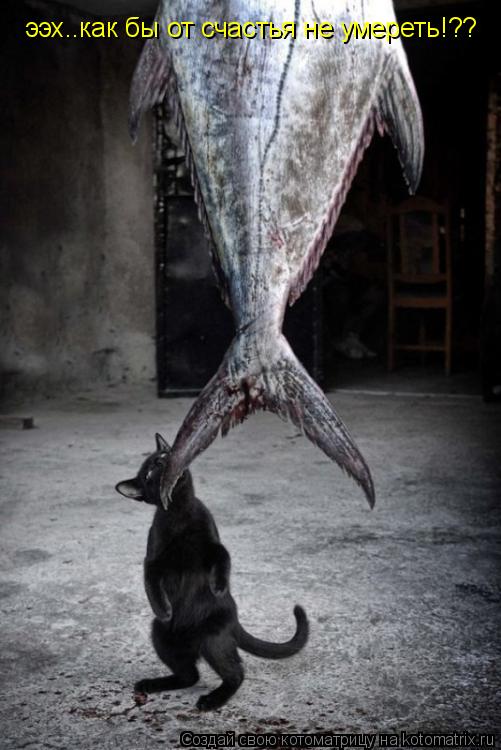 Котоматрица: ээх..как бы от счастья не умереть!??