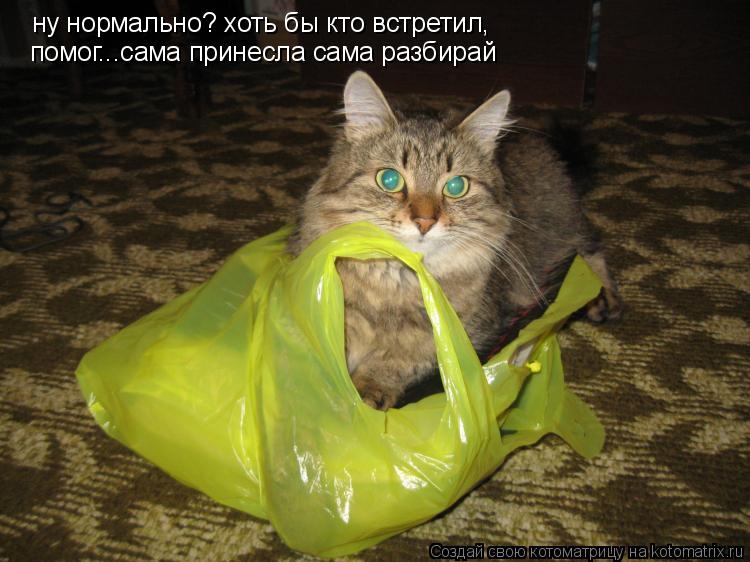 ну нормально? хоть бы кто встретил, помог...сама принесла сама разбирай... Котоматрица: ну нормально? хоть бы кто встретил, помог...сама принесла сама разбирай