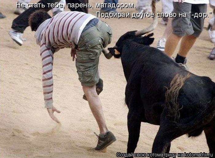 Котоматрица: Не стать тебе, парень, матадором. Подбирай другое слово на "-дор."