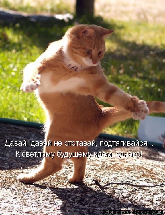 Котоматрица: Давай, давай не отставай, подтягивайся... К светлому будущему идем, однако!