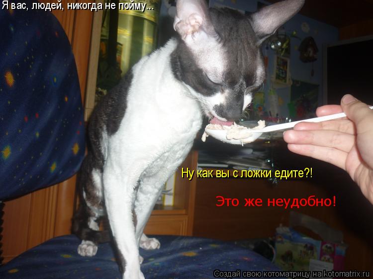 Котоматрица: Я вас, людей, никогда не пойму... Ну как вы с ложки едите?! Это же неудобно!