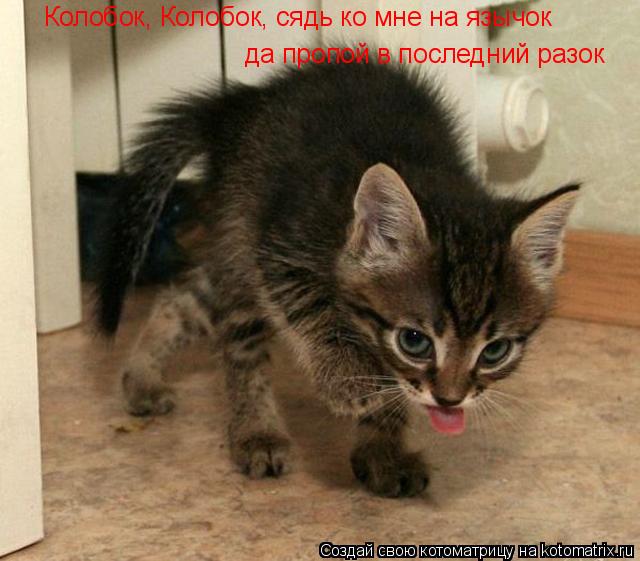 Котоматрица: Колобок, Колобок, сядь ко мне на язычок  да пропой в последний разок