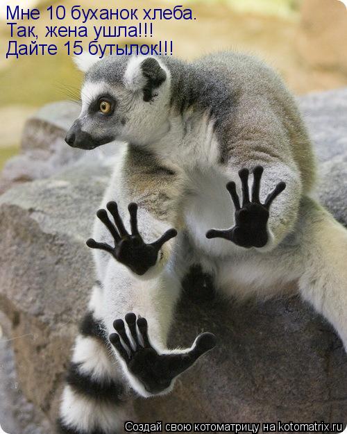 Мне 10 буханок хлеба. Так, жена ушла!!! Дайте 15 бутылок!!!... Котоматрица: Мне 10 буханок хлеба. Так, жена ушла!!! Дайте 15 бутылок!!!
