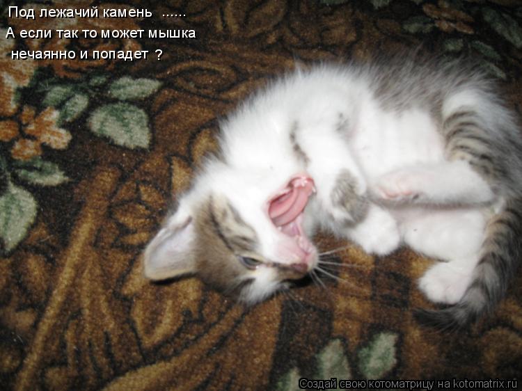 Под лежачий камень А если так то может мышка нечаянно и попадет ...... ?... Котоматрица: Под лежачий камень А если так то может мышка нечаянно и попадет ...... ?