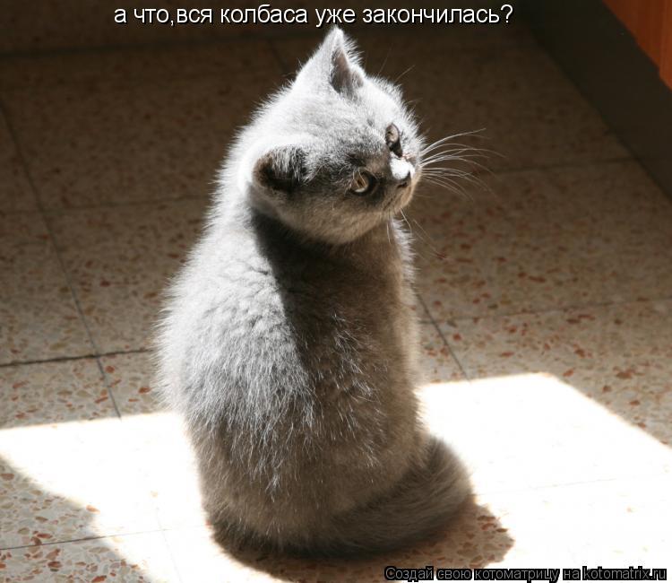 Котоматрица: а что,вся колбаса уже закончилась?