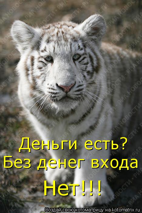 Котоматрица: Деньги есть? Без денег входа Нет!!!