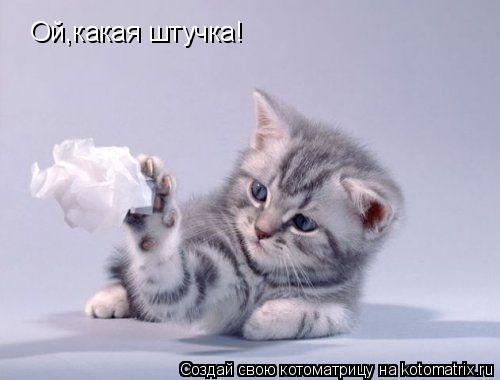 Котоматрица: Ой,какая штучка!