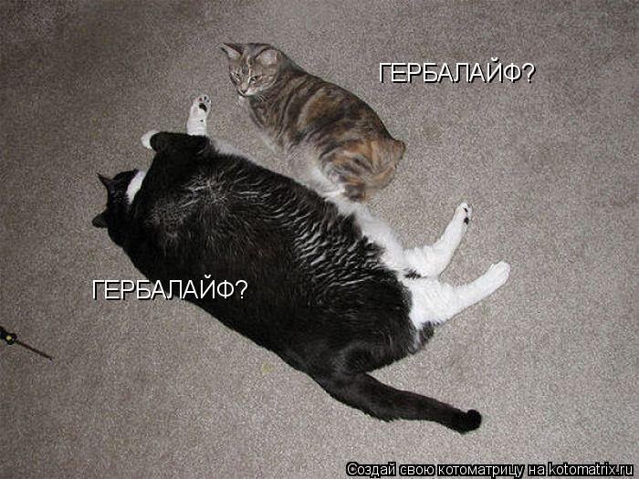 Котоматрица: ГЕРБАЛАЙФ? ГЕРБАЛАЙФ?