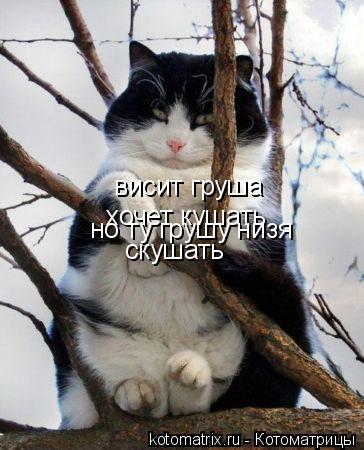 висит груша хочет кушать но ту грушу низя скушать... Котоматрица: висит груша хочет кушать но ту грушу низя скушать