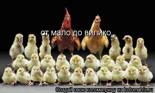 Котоматрица: от мало до вилико..