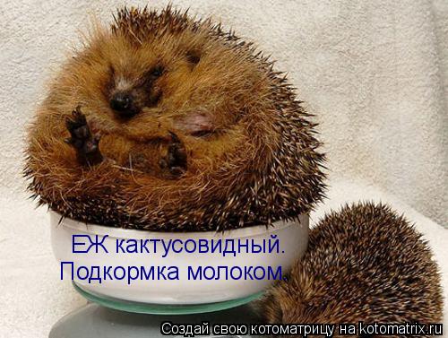 ЕЖ кактусовидный. Подкормка молоком.... Котоматрица: ЕЖ кактусовидный. Подкормка молоком.