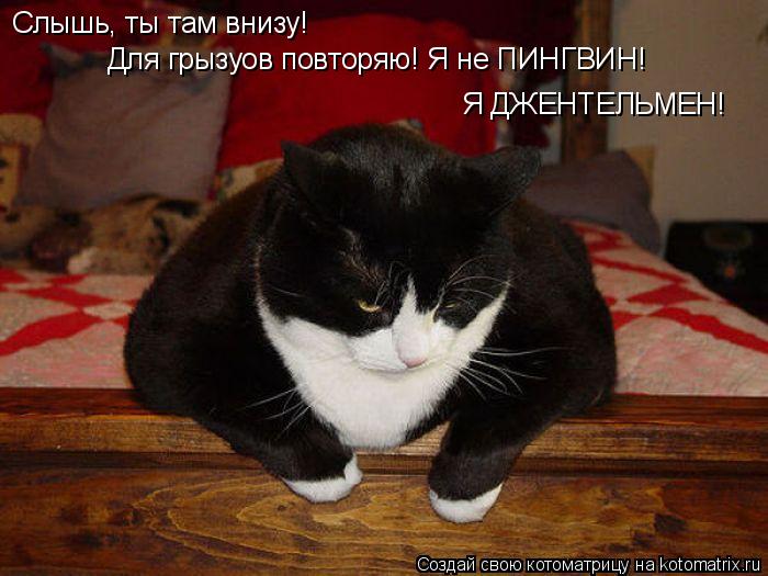 Котоматрица: Слышь, ты там внизу! Для грызуов повторяю! Я не ПИНГВИН! Я ДЖЕНТЕЛЬМЕН!