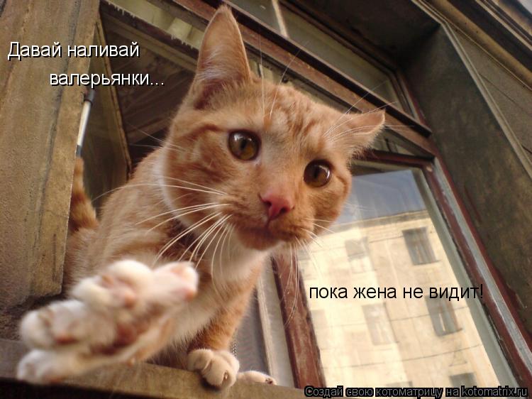 Котоматрица: Давай наливай  валерьянки... пока жена не видит!