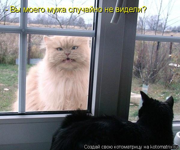 Котоматрица: - Вы моего мужа случайно не видели?