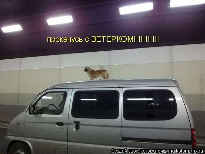 Котоматрица: прокачусь с ВЕТЕРКОМ!!!!!!!!!!!