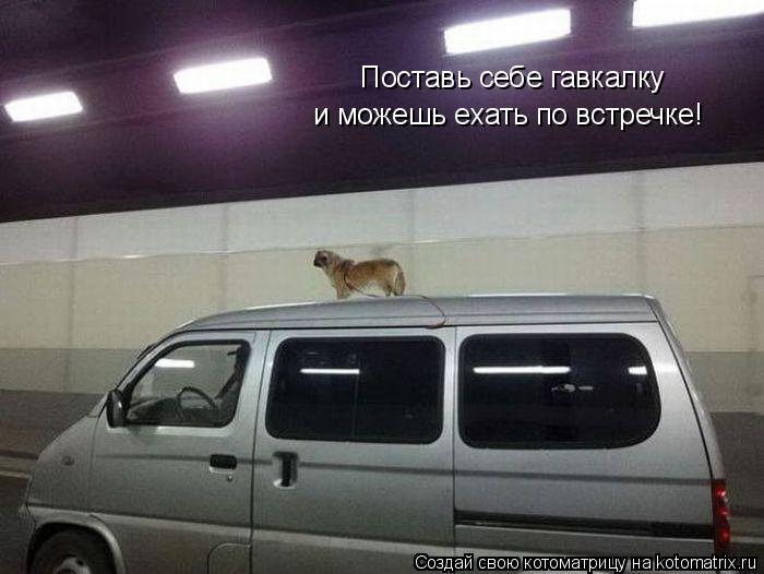 Котоматрица: Поставь себе гавкалку  и можешь ехать по встречке!
