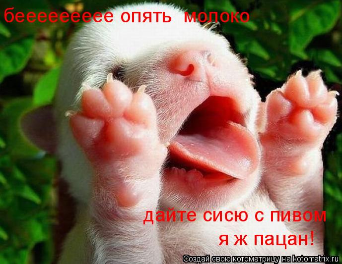 беееееееее опять молоко дайте сисю с пивом я ж пацан!... Котоматрица: беееееееее опять молоко дайте сисю с пивом я ж пацан!