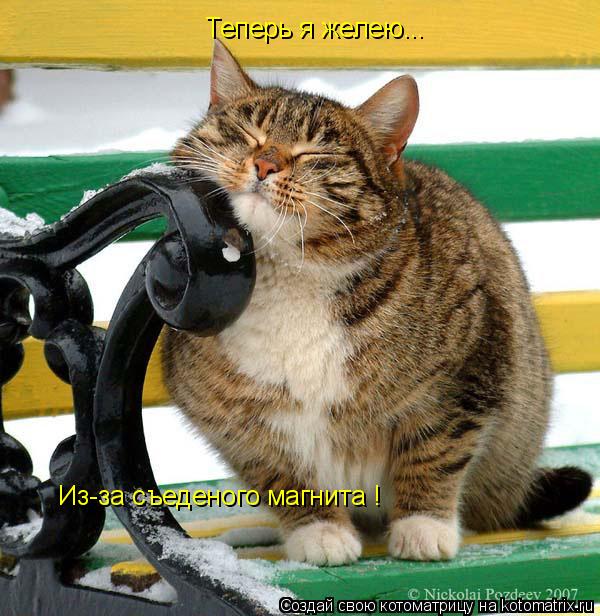 Котоматрица: Теперь я желею... Из-за съеденого магнита !